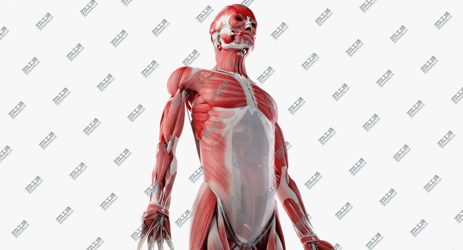 images/goods_img/202104022/Male Skin, Skeleton And Muscles Rigged 3D/3.jpg